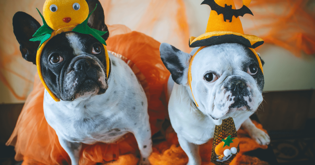 Two French Bulldogs dressed up for Halloween